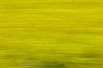 Rapeseed field near Boarhunt, UK. : Artistic, United Kingdom