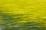 Rapeseed field near Boarhunt, UK. : Artistic, United Kingdom