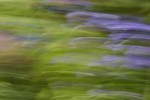Rapeseed field near Boarhunt, UK. : Artistic, United Kingdom
