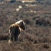 The New Forest. : Animals, United Kingdom