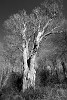 Over 600 years old Knightwood oak in the New Forest. : Nature, United Kingdom