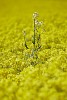 All Alone , Rapeseed field near Boarhunt, UK. : United Kingdom
