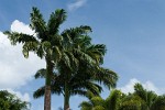 Graeme Hall Nature Sanctuary Barbados. : Barbados