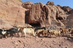 Petra. : Jordan