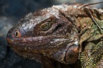 Green iguana warming itself in the morning sun on (Biological reserve) Isla del Caño. : Animals, Costa Rica