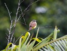 Boat-billed flycatcher on Peninsula de Osa. : Animals, Costa Rica
