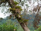 Thriving epiphytes in Boquete. : Panama