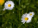 Garden Flower photography with Canon 500D close-up lens. : Nature, The Netherlands