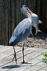 Gotcha!! : Animals, The Netherlands